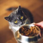 8 ερωτήσεις και απαντήσεις για τη διατροφή της γάτας χωρίς σιτηρά