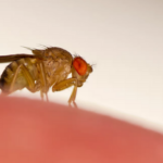 Scientists hack fly brains to make them remote controlled