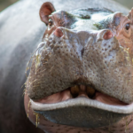 The “cocaine hippos” have become a huge headache for Colombia