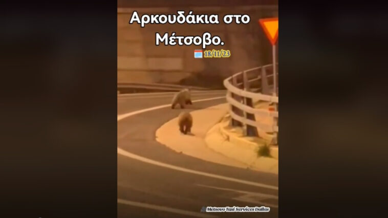 Αρκουδάκια «έκοβαν βόλτες» στην Εγνατία Οδό - Δείτε βίντεο