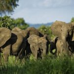 Αφρική: Γιατί πεθαίνουν μαζικά οι ελέφαντες; Το άγνωστο βακτήριο και η κλιματική αλλαγή