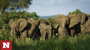Αφρική: Γιατί πεθαίνουν μαζικά οι ελέφαντες; Το άγνωστο βακτήριο και η κλιματική αλλαγή