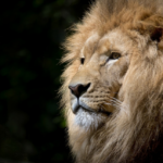Ιταλία: Λιοντάρι δραπέτευσε από τσίρκο στη Λαντίσπολι – «Αποφύγετε τις μετακινήσεις»