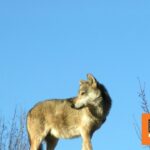 Λύκος κατασπάραξε πόνυ στις Σέρρες σε εγκαταστάσεις Ιππικού συλλόγου