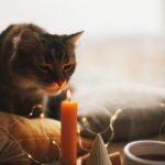 Πώς να μυρίζει ωραία το σπίτι σας ενώ η γάτα σας παραμένει ασφαλής
