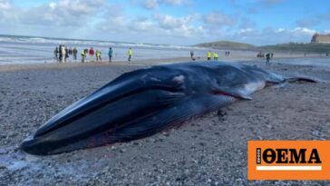 Τεράστια πτεροφάλαινα βρέθηκε νεκρή σε παραλία της Κορνουάλης - Δείτε βίντεο