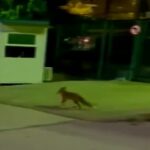 Τι κάνει η αλεπού στην… ΕΡΤ – Ένας απρόσμενος επισκέπτης στον κήπο του Ραδιομεγάρου (video)