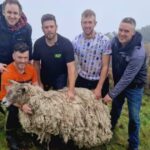 Το πιο μοναχικό πρόβατο της Βρετανίας διασώθηκε μετά από δύο χρόνια εγκλωβισμού