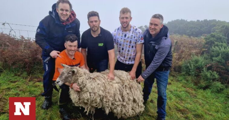Το πιο μοναχικό πρόβατο της Βρετανίας διασώθηκε μετά από δύο χρόνια εγκλωβισμού