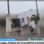 kataggelies@skai.gr: Περισσότερα από 50 ελάφια στη Ρόδο… σιτίζονται από τις καλλιέργειες 40 κατοίκων