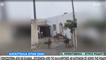 kataggelies@skai.gr: Περισσότερα από 50 ελάφια στη Ρόδο… σιτίζονται από τις καλλιέργειες 40 κατοίκων