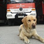 «Αντίο Μαξ, σε ευχαριστούμε για τις πολύτιμες υπηρεσίες σου» — Πέθανε ο διασώστης – σκύλος της ΕΜΑΚ
