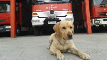 «Αντίο Μαξ, σε ευχαριστούμε για τις πολύτιμες υπηρεσίες σου» — Πέθανε ο διασώστης – σκύλος της ΕΜΑΚ