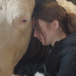 Βίντεο: «Αισθάνεστε αγχωμένοι; Αγκαλιάστε μια αγελάδα» προτείνει φάρμα στην Αγγλία