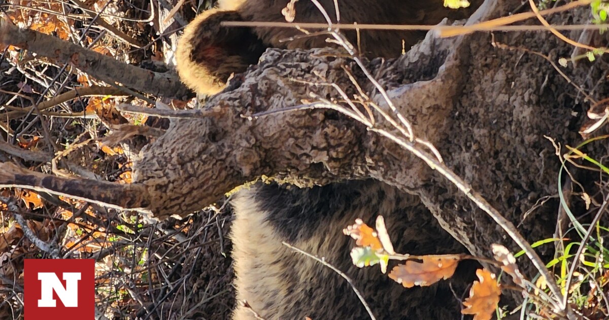 Ελληνοαλβανική συνεργασία για την απελευθέρωση παγιδευμένης αρκούδας 90 κιλών