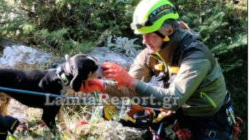 Η ΕΜΑΚ διέσωσε σκύλο που έπεσε σε χαράδρα σε βουνό της Εύβοιας