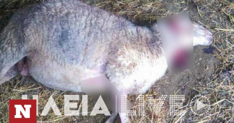Ηλεία: Καταγγελία για νέο περιστατικό με σκυλιά - Επιτέθηκαν σε κτηνοτρόφο - Κατασπάραξαν πρόβατα