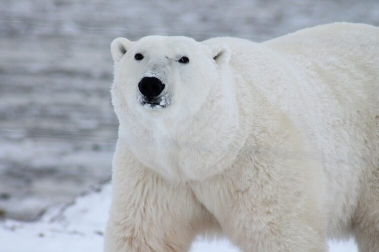 Κίνα: Ερευνητές ανέπτυξαν συνθετική ίνα που μιμείται το τρίχωμα της πολικής αρκούδας