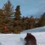 Καλιφόρνια: Viral η αρκούδα που πέρασε «ξυστά» από σκιέρ (vid)