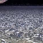 Μυστήριο στην Ιαπωνία: Χιλιάδες νεκρά ψάρια «ξεβράστηκαν» σε ακτή παραλίας