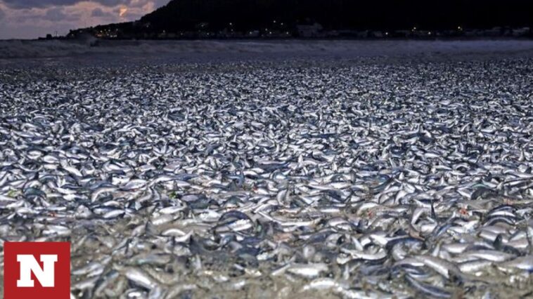 Μυστήριο στην Ιαπωνία: Χιλιάδες νεκρά ψάρια «ξεβράστηκαν» σε ακτή παραλίας