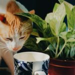 Τι δεν πρέπει ποτέ να πιει μια γάτα – Τα τοξικά ροφήματα
