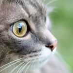 Τι σημαίνουν τα χρώματα των ματιών μιας γάτας