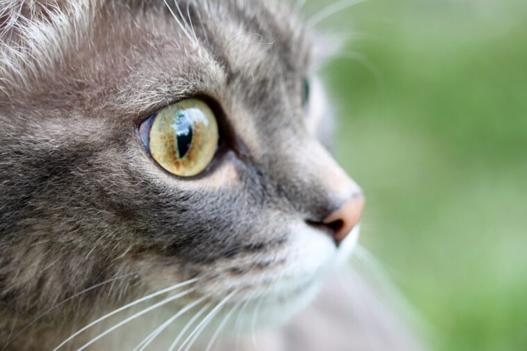 Τι σημαίνουν τα χρώματα των ματιών μιας γάτας