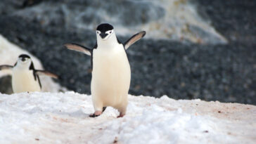 «Υιοθέτησε έναν πιγκουίνο για τα Χριστούγεννα» μας καλεί φιλοζωική οργάνωση 