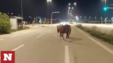 Ανάβυσσος: Άλογο σουλατσάρει ελεύθερο στη λεωφόρο Σουνίου