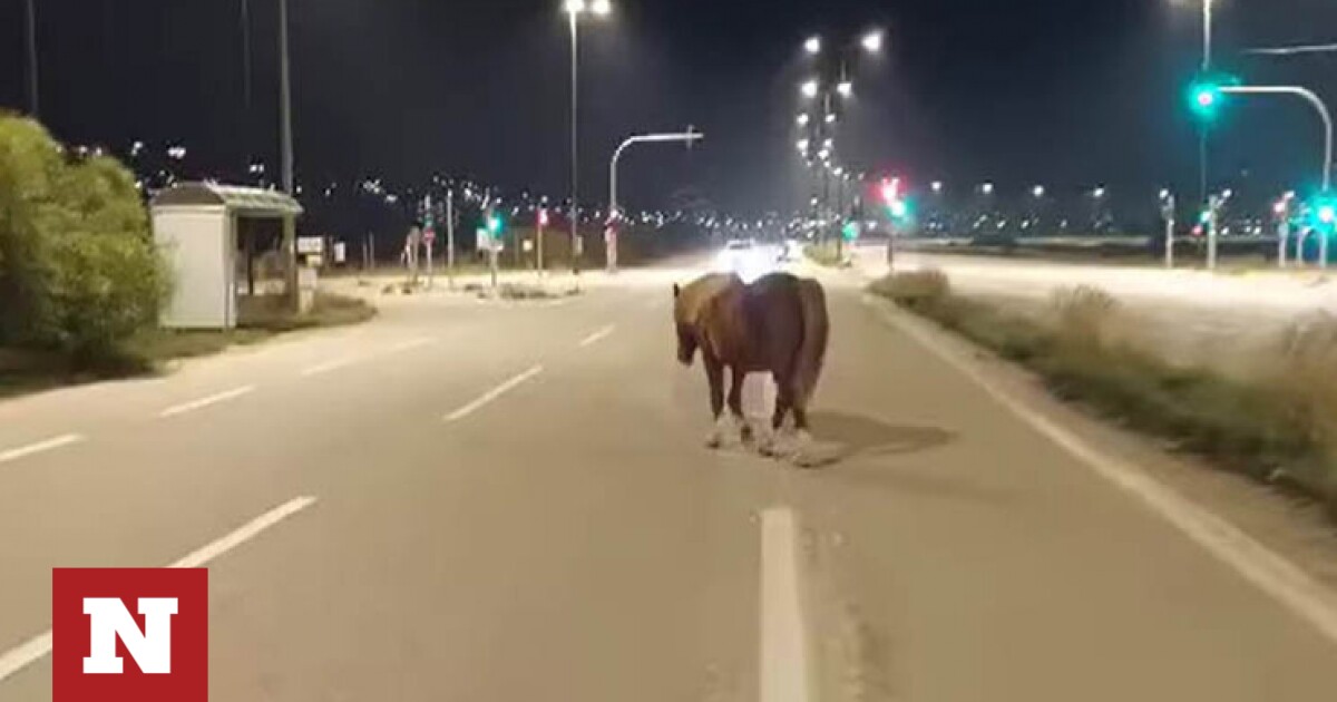 Ανάβυσσος: Άλογο σουλατσάρει ελεύθερο στη λεωφόρο Σουνίου