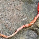 Αυστραλία: Θρίλερ με μυστηριώδες πλάσμα που ξεβράστηκε σε ακτή - «Μοιάζει με εξωγήινο»