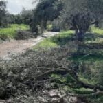 Βόλος: Ξήλωσαν 30 δέντρα από κτήμα - Άφησαν πίσω μόνο κλαδιά!