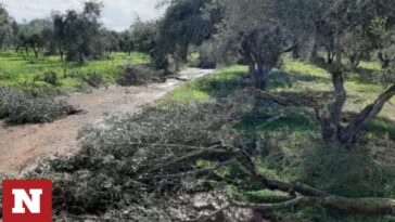 Βόλος: Ξήλωσαν 30 δέντρα από κτήμα - Άφησαν πίσω μόνο κλαδιά!