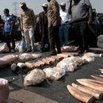 Η Νιγηρία κατέστρεψε κατασχεθέντες χαυλιόδοντες ελεφάντων αξίας 10 εκατομμυρίων ευρώ (video)