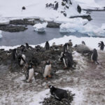 Η γρίπη των πτηνών έπληξε τους πιγκουίνους της Ανταρκτικής - 200 νεοσσοί νεκροί