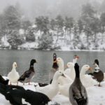 Κακοκαιρία Avgi: Μαγικές εικόνες από τα χιόνια στην Ιπποκράτειο Πολιτεία και τη Λίμνη Μπελέτσι