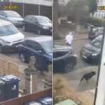 Λονδίνο: Ένοπλοι αστυνομικοί εξόντωσαν «εκτός ελέγχου» σκύλο σε δρόμο του δυτικού Λονδίνου