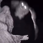 Σπάνιο βίντεο από νυχτερινό κυνήγι κουκουβάγιας – Πλάνα σαν ταινία θρίλερ