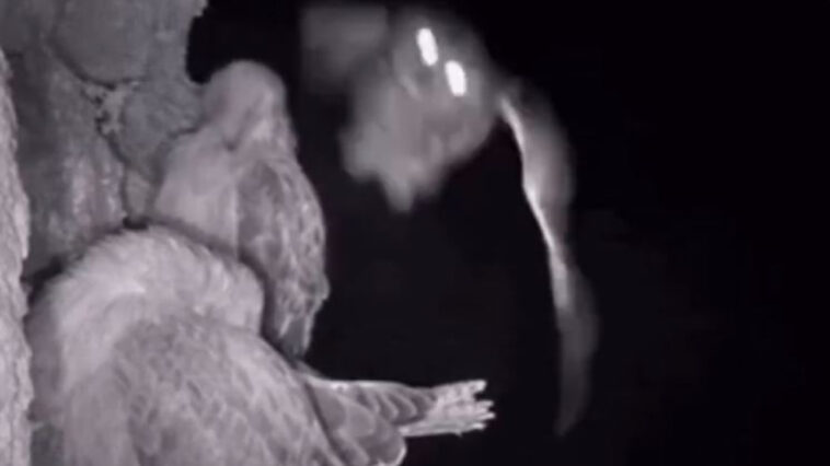 Σπάνιο βίντεο από νυχτερινό κυνήγι κουκουβάγιας – Πλάνα σαν ταινία θρίλερ