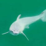 Το πραγματικό... Baby Shark : Λευκός καρχαρίας, μωρό για πρώτη φορά, «πιάνεται σε κάμερα», ώρες μετά την γέννησή του