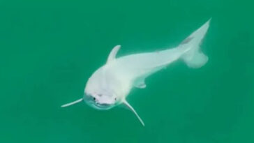 Το πραγματικό... Baby Shark : Λευκός καρχαρίας, μωρό για πρώτη φορά, «πιάνεται σε κάμερα», ώρες μετά την γέννησή του