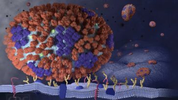 Ανακαλύφθηκαν ιοφάγα κυττάρα που προστατεύουν τους πνεύμονες από τη γρίπη