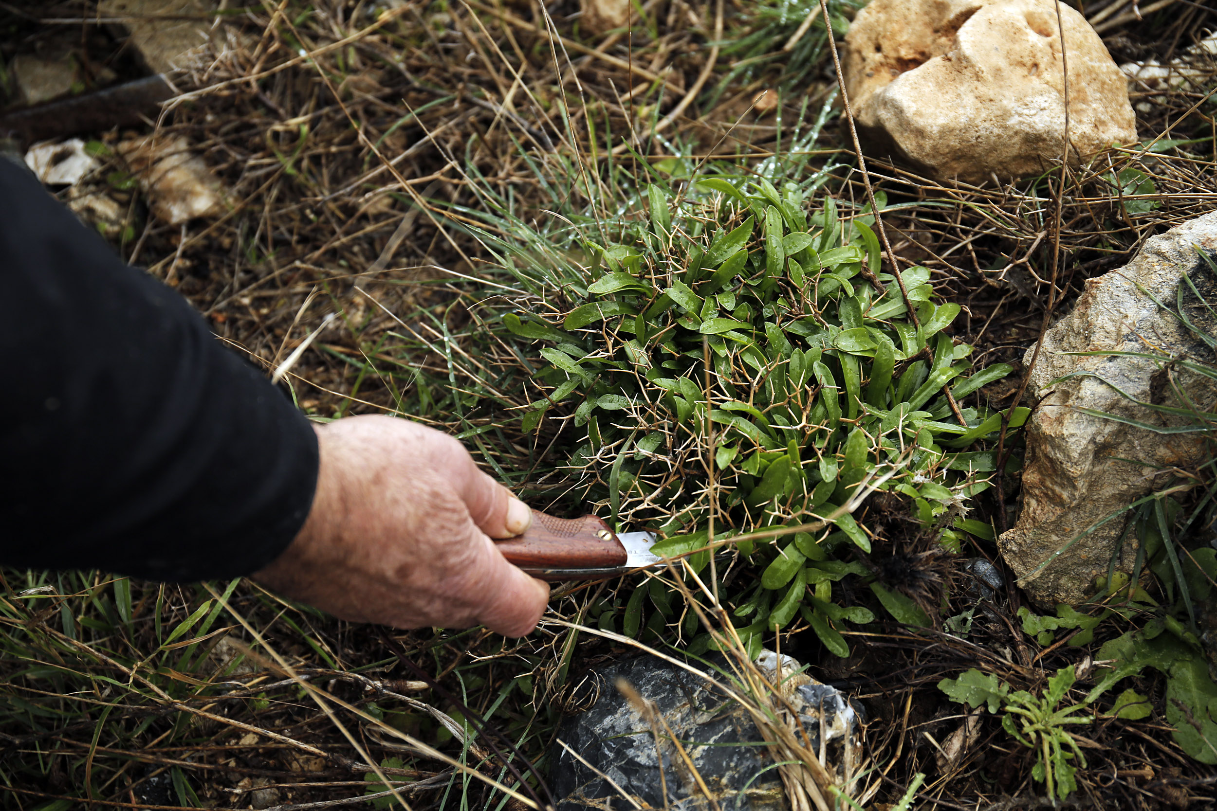 Αποστολή στην ορεινή Κρήτη: Μαζεύοντας άγρια χόρτα στο Ρέθυμνο