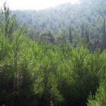 Θεσσαλονίκη: Το πρώτο «βρώσιμο» δάσος θα δημιουργηθεί  στη Νεάπολη 