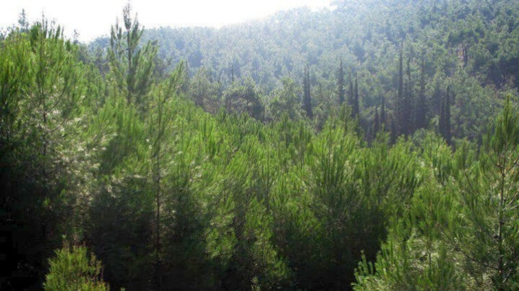 Θεσσαλονίκη: Το πρώτο «βρώσιμο» δάσος θα δημιουργηθεί  στη Νεάπολη 