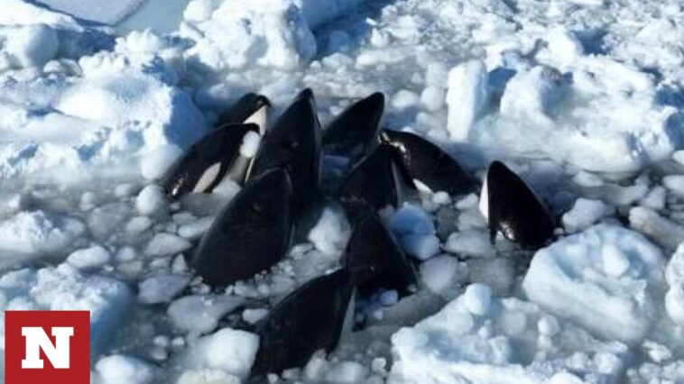 Ιαπωνία: Δεκάδες «φάλαινες δολοφόνοι» απεγκλωβίστηκαν από στρώμα πάγου - To κολύμπι στην ελευθερία