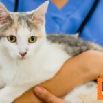 Σπάνιο κρούσμα βουβωνικής πανώλης στις ΗΠΑ - Ο ασθενής πιθανολογείται ότι μολύνθηκε από τη γάτα του
