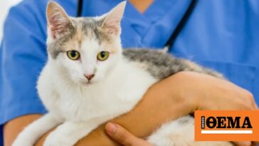 Σπάνιο κρούσμα βουβωνικής πανώλης στις ΗΠΑ - Ο ασθενής πιθανολογείται ότι μολύνθηκε από τη γάτα του