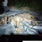 «Συνελήφθη» λύκος που είχε εγκλωβιστεί σε έκταση που ανήκει στην αστυνομία - Απελευθερώθηκε στους πρόποδες της Πάρνηθας